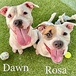 Photo of Dawn and Rosa Bonded Pair