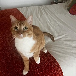 Photo of Z COURTESY LISTING: Ginger Kitten