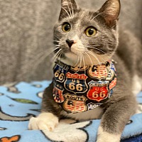 adopt a pet