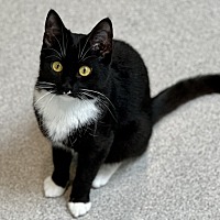 adopt a pet