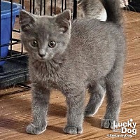 adopt a pet