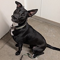 adopt a pet