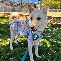 adopt-pet