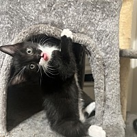 adopt a pet