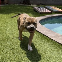 adopt-pet