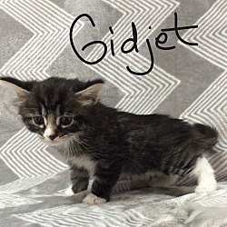 Photo of Gidjet