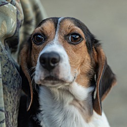 Thumbnail photo of Stella: petite beagle! #2
