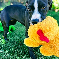 adopt a pet