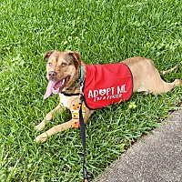 adopt a pet