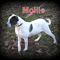 Thumbnail photo of Mollie #3