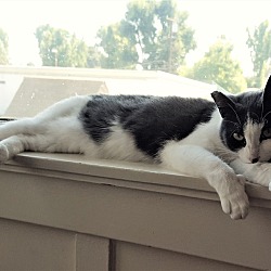 Thumbnail photo of Miss Kitty (ADOPTED!!) #1