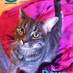 Thumbnail photo of Dave - Adopted Dec 2017 #1