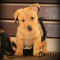 Thumbnail photo of Brutus~adopted! #4