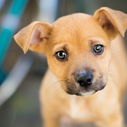 Thumbnail photo of Kit Kat - green eyed puppy #1