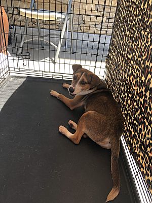 Murrieta, CA - Beagle. Meet Riley a Pet for Adoption 