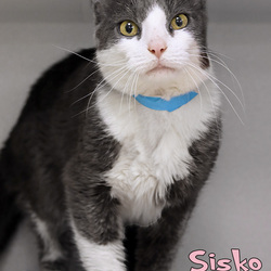 Photo of Sisko