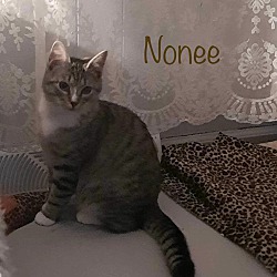 Thumbnail photo of Nonee #1