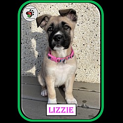 Thumbnail photo of Lizzie - Single puppy #3