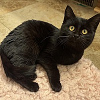 adopt-pet