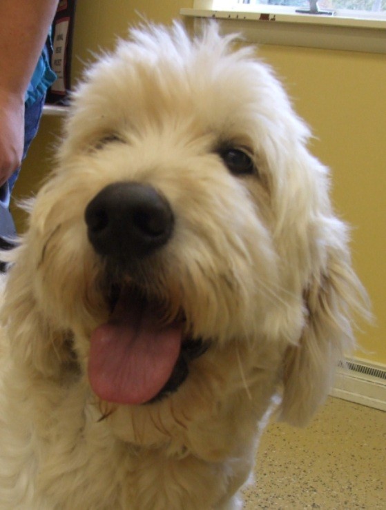Kalamazoo, MI - Goldendoodle. Meet Buddy C. a Pet for - AdoptaPet.com