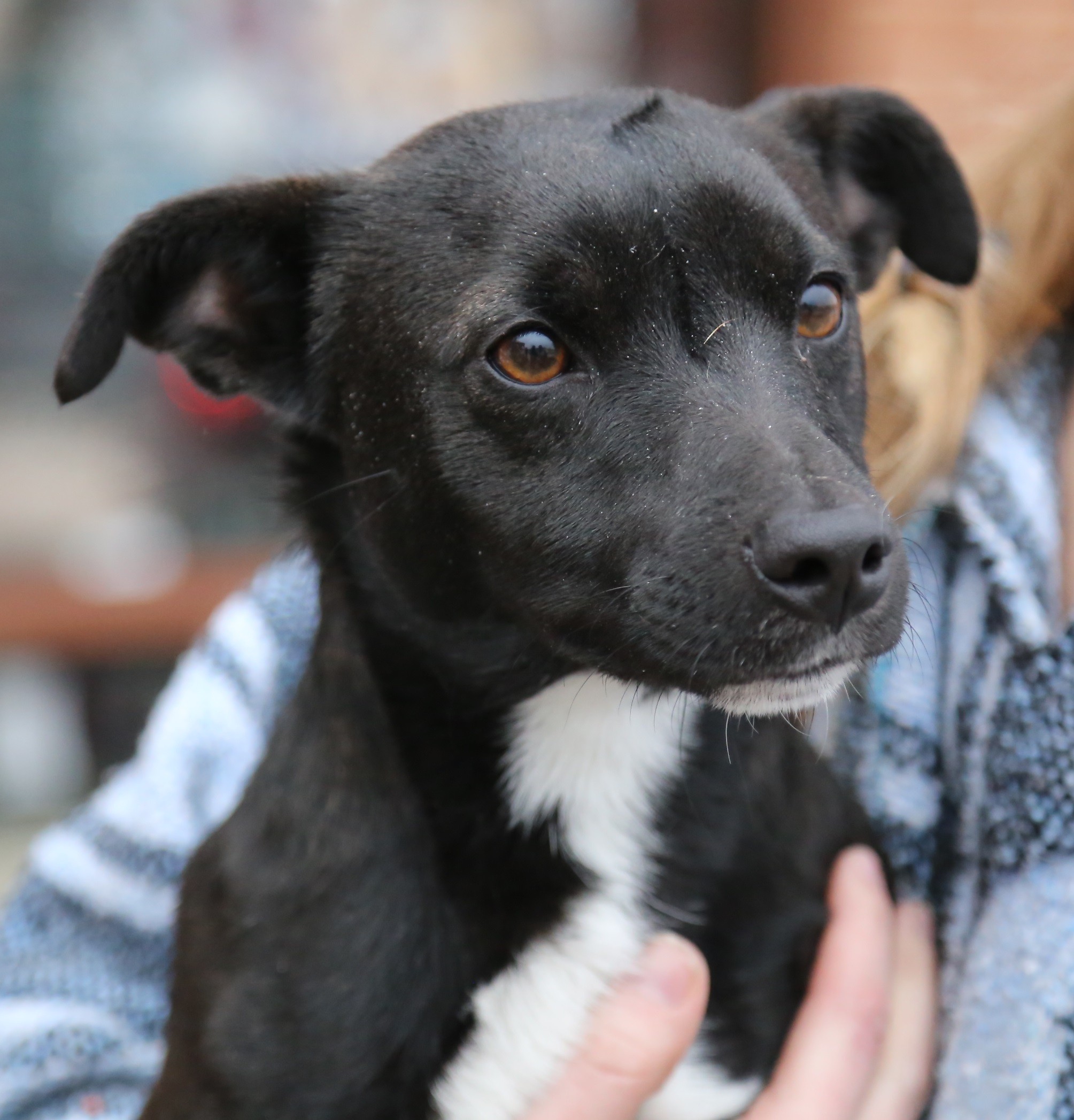 Manassas Va Jack Russell Terrier Meet Blackjack A Pet For Adoption