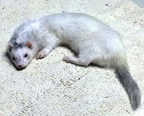 giant russian ferret for sale
