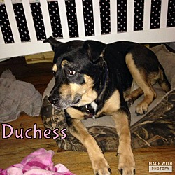 Thumbnail photo of Duchess #1