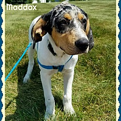 Thumbnail photo of Maddox #3