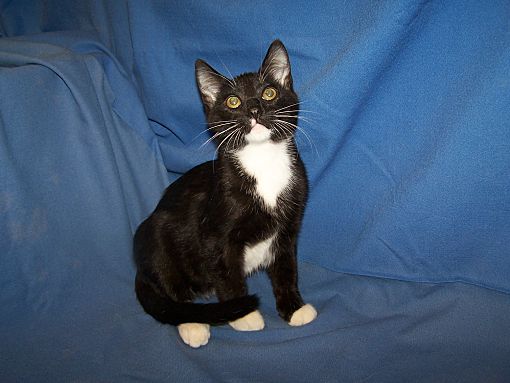 Colorado Springs Co Domestic Shorthair Meet Mickey A Pet For