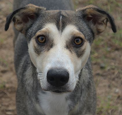 Enfield Ct Husky Meet Shayla Adopted A Pet For Adoption