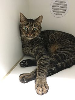 Adopt A Pet Petsmart Charities