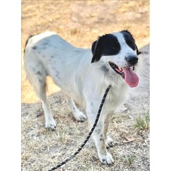 Photo of BRONCO