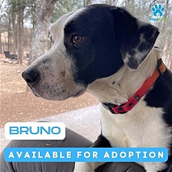 Thumbnail photo of Bruno X #2
