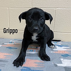 Photo of Grippo
