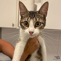 adopt a pet