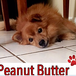 Thumbnail photo of Peanut Butter #3