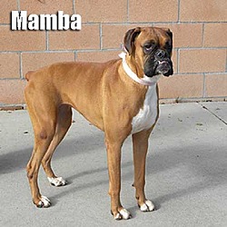 Thumbnail photo of Mamba #2