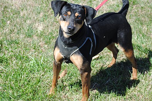 Rogersville TN Miniature Pinscher Feist. Meet Ms Feisty a Pet