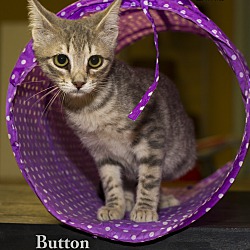 Thumbnail photo of Button (In a Foster Home) #2
