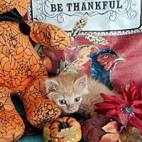 Shirley S Angels Animal Rescue In Winchester Virginia