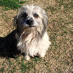 Thumbnail photo of Pedro/Santuary Dog #3