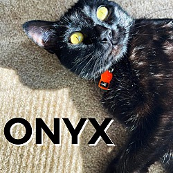 Photo of Onyx
