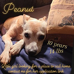 Thumbnail photo of Peanut *FOSTER NEEDED TOO! #4
