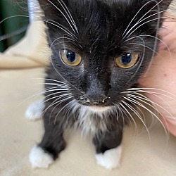 Photo of Thumblelina