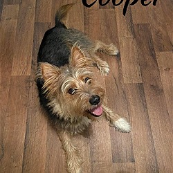 Thumbnail photo of Cooper #4