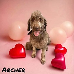 Photo of ARCHER