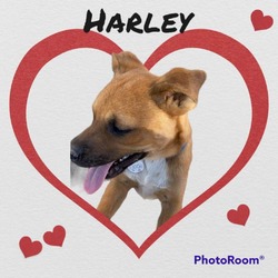 Thumbnail photo of Harley #3