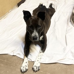Photo of Crystal - Sweet, Friendly Girl! Likes other Dogs!