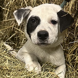 Thumbnail photo of Hayride Herman #3