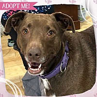 adopt a pet
